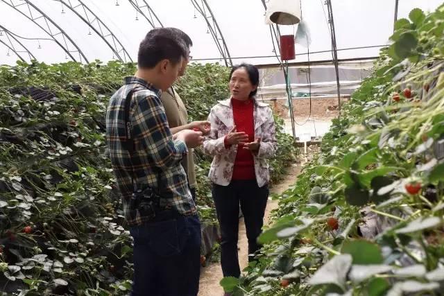 大棚种植草莓招聘人才网——草莓产业的人才引擎